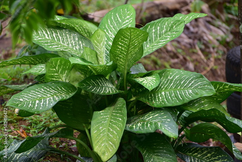 Leaf ornamental plant, Dieffenbachia amoena
