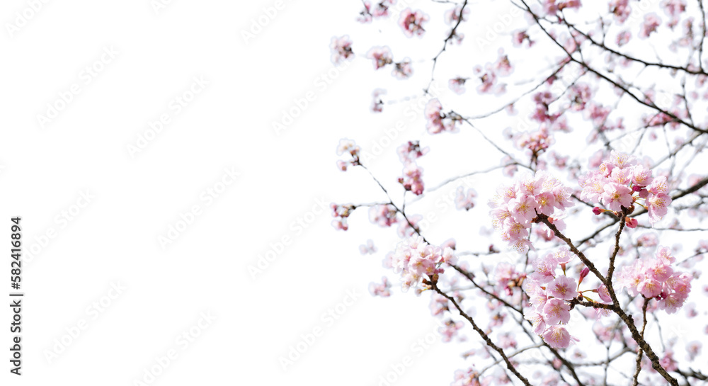  満開の桜の花が風に揺れるアップマクロ撮影　入学・入社・入園・花見・春・春雨のイメージ