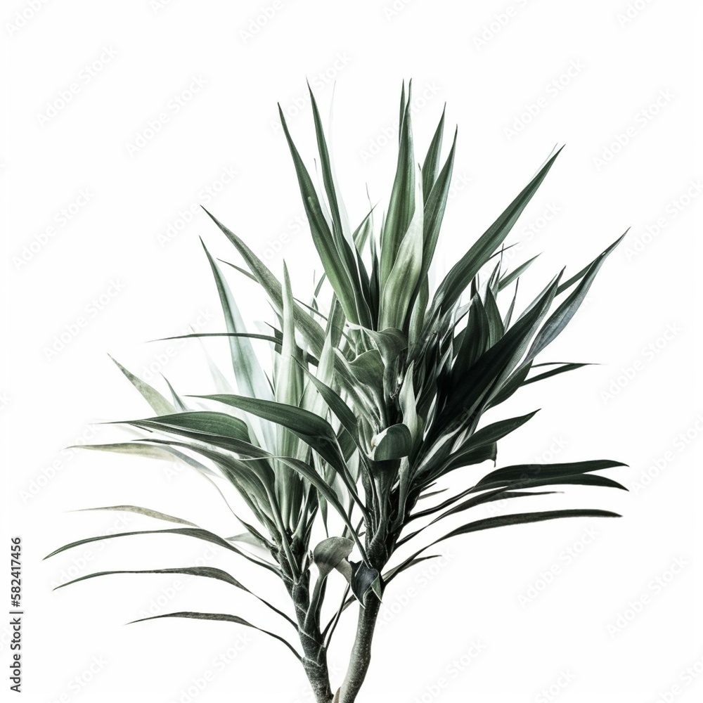 Isolated minimalistic image of a yucca plant on white background Generative AI Isolated minimalistic image of a yucca plant on white background Generative AI