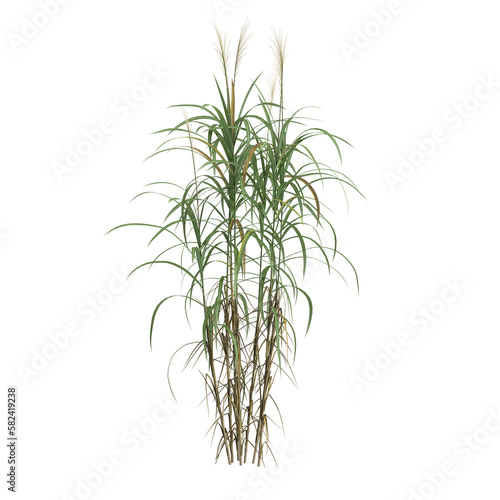 3d illustration of miscanthus floridulus bush isolated on transparent background