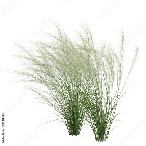 3d illustration of nassella tenuissima bush isolated on transparent background