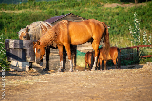Watering hole for horses on the farm