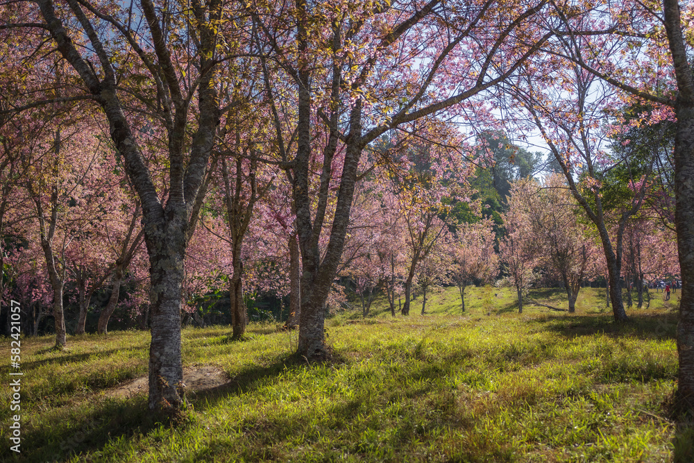 Sakura Cherry blossoming trees in park. morning sun rays in beautiful scenic park with flowering cherry sakura trees and green lawn in field. romantic natural season in Japan or Korea in Spring time.