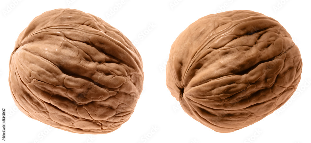 Two walnuts. Close up brown Walnut in shell. Two walnuts. Close up brown Walnut in shell.