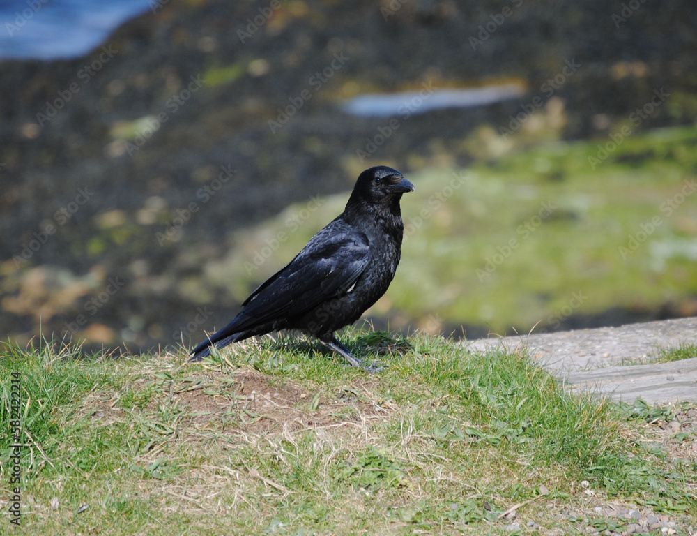 Corvid