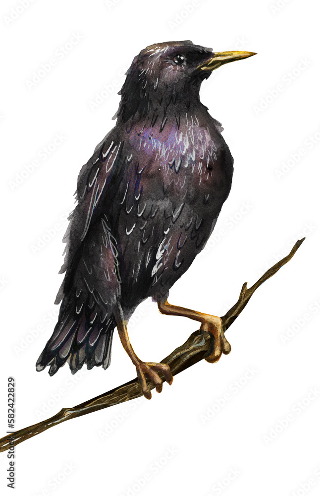 Fototapeta premium Drawing of a blackbird sitting on a branch. Birds. Watercolor drawing.
