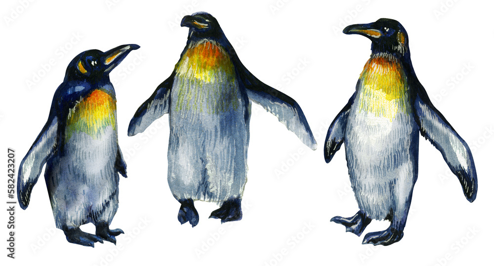 Fototapeta premium Drawing of a group of penguins in different poses. Great birds of Antarctica. Watercolor drawing. 