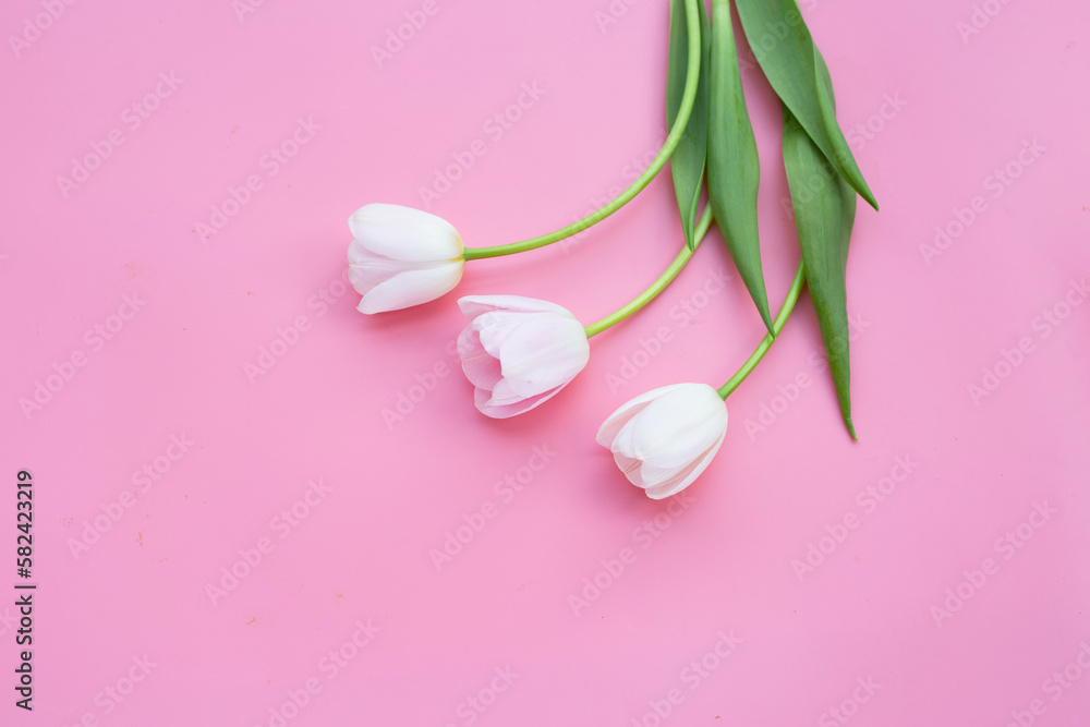 White pink tulips on pink background.