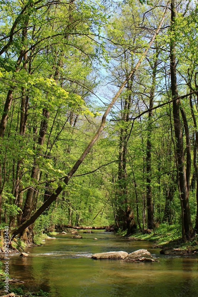 The stream flows in a narrow valley. It's a nice spring day. The stream flows in a narrow valley. It's a nice spring day.