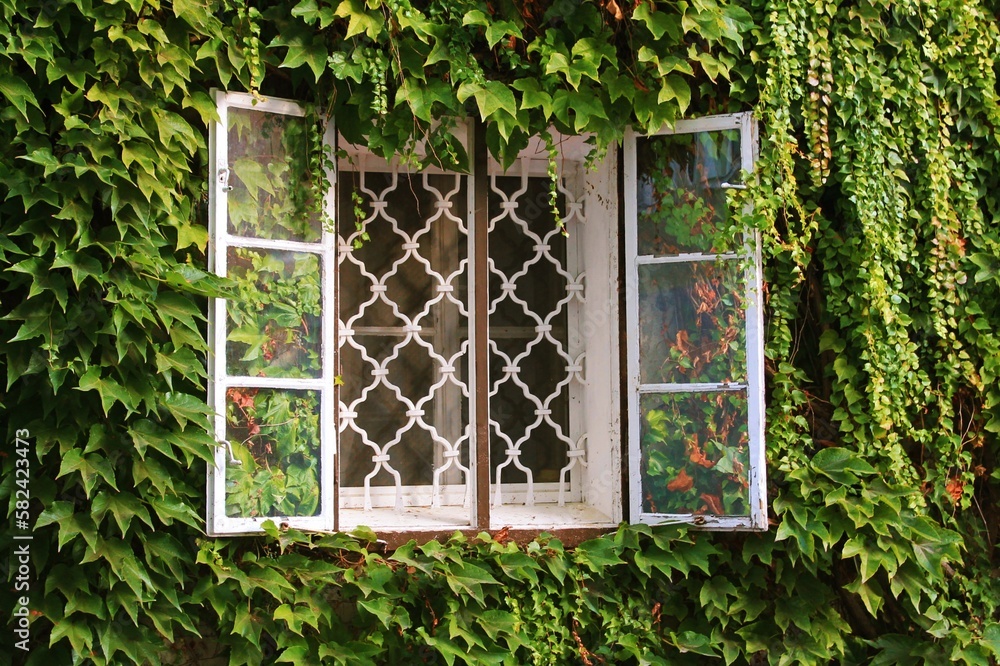 The window on the house is completely overgrown with ivy. The window on the house is completely overgrown with ivy.