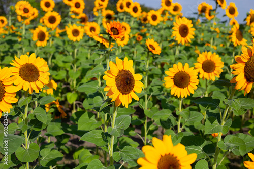 Sunflower field  Beautiful summer landscape.