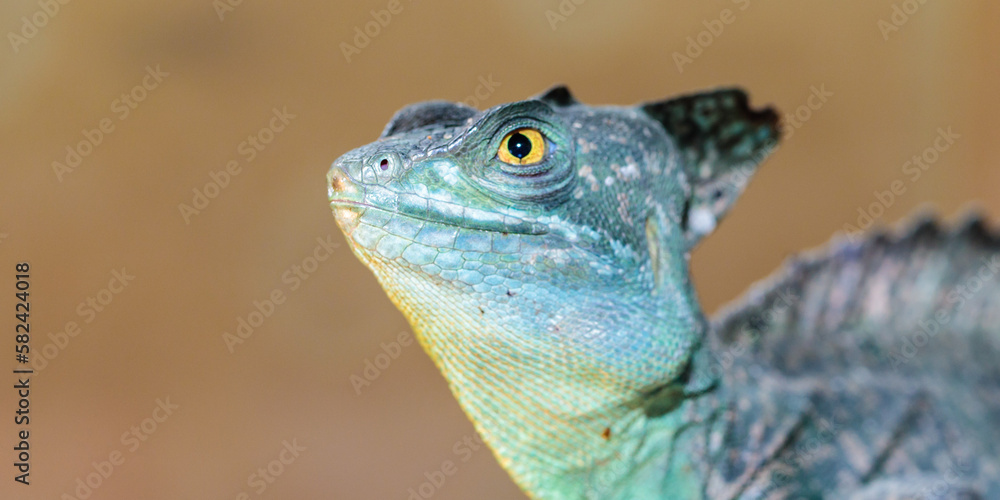 Basilisk helmeted in a terrarium. close-up. macro. Basilisk helmeted in a terrarium. close-up. macro.