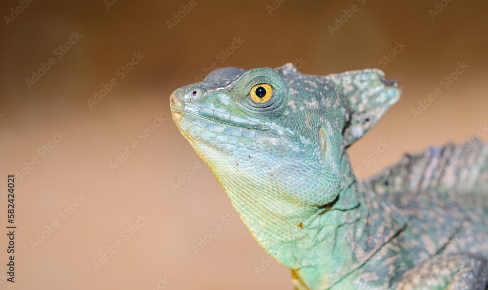 Fototapeta premium Basilisk helmeted in a terrarium. close-up. macro.