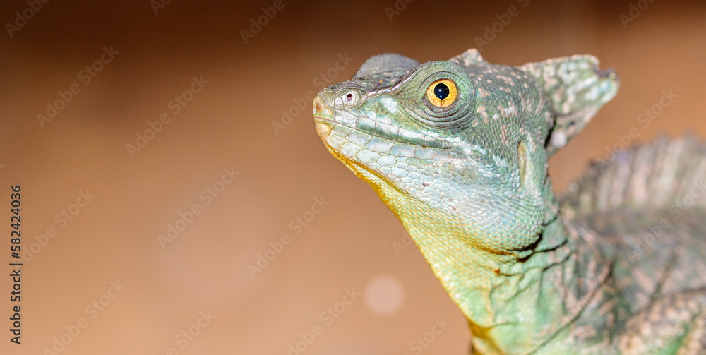 Basilisk helmeted in a terrarium. close-up. macro. Basilisk helmeted in a terrarium. close-up. macro.