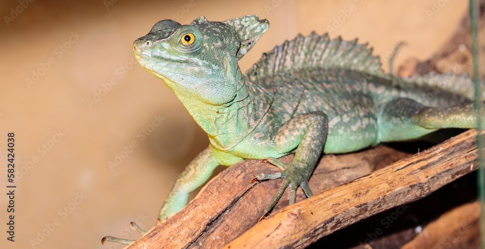 Fototapeta premium Basilisk helmeted in a terrarium. close-up. macro.