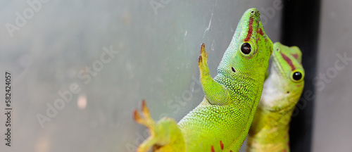 Madagascar day gecko in a terrarium. close-up. macro.