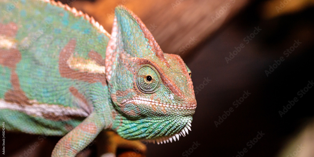 Fototapeta premium Yemeni chameleon in a terrarium. close-up. macro.