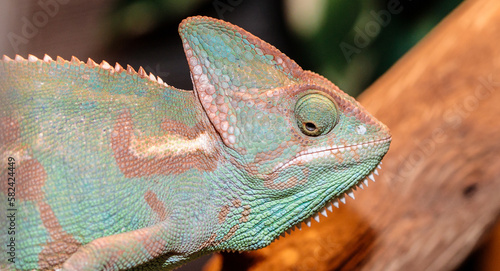 Yemeni chameleon in a terrarium. close-up. macro.