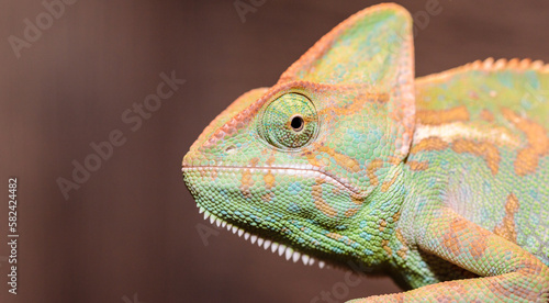 Yemeni chameleon in a terrarium. close-up. macro.