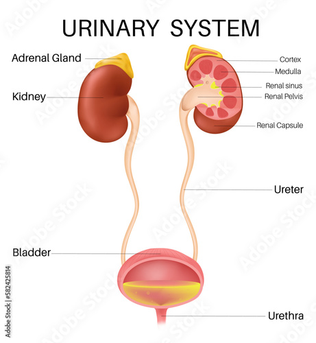 Anatomy of the inside Urinary System.