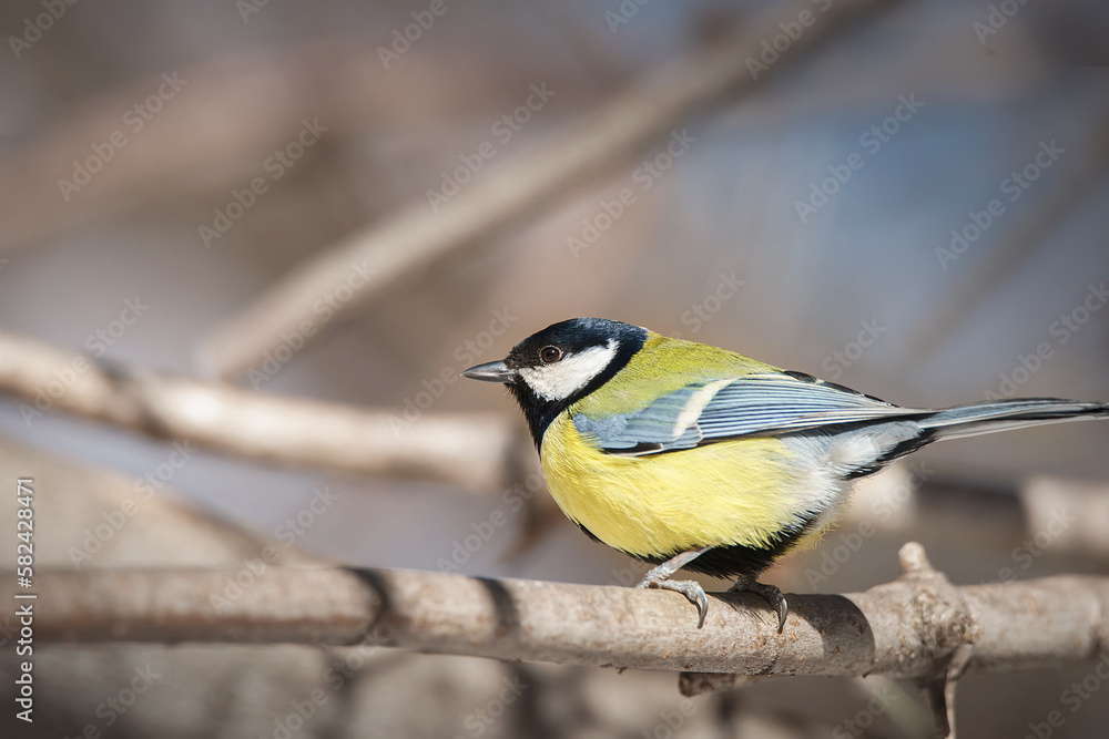 The great tit sitting on tree branch. The great tit sitting on tree branch.