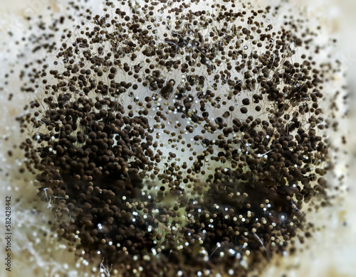 detailed macro photo of black mold, dangerous 
 Aspergillus fumigatus fungus close-up