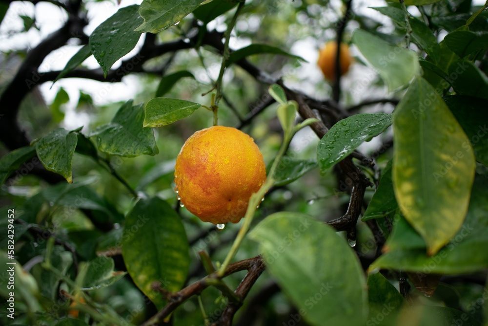 oranges on tree