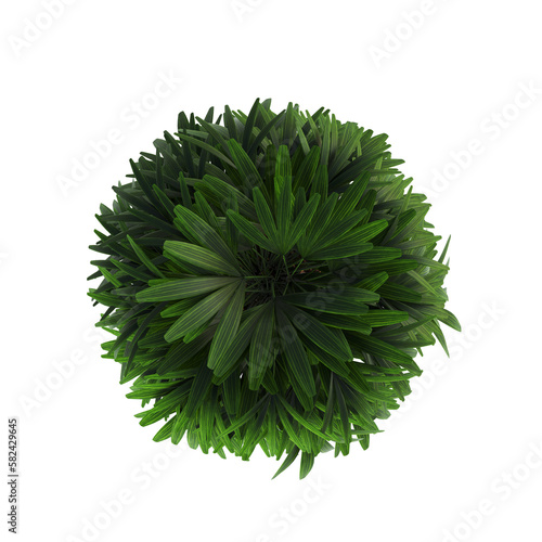 decorative flowers and plants for the interior, top view, isolated on transparent background, 3D illustration, cg render