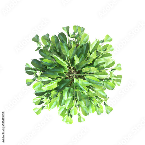 decorative flowers and plants for the interior, top view, isolated on transparent background, 3D illustration, cg render