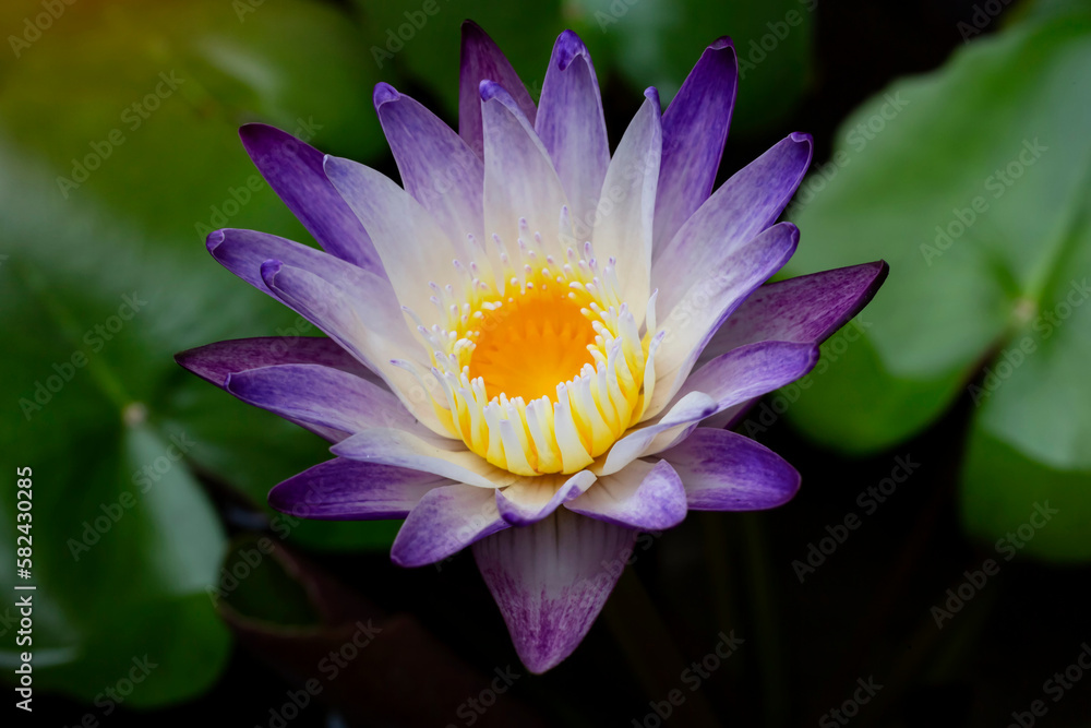 Purple lotus flower blooming with green lotus leaf on lotus pond at summer
Purple lotus flower blooming with green lotus leaf on lotus pond at summer
