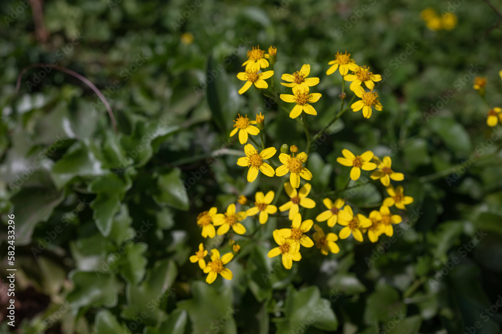 Obraz premium Mostly blurred yellow flowers on green leaves background