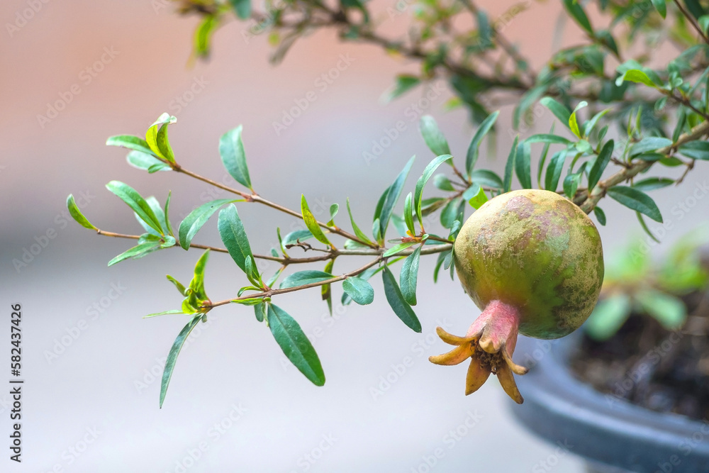 The pomegranate is on the end of the branch.