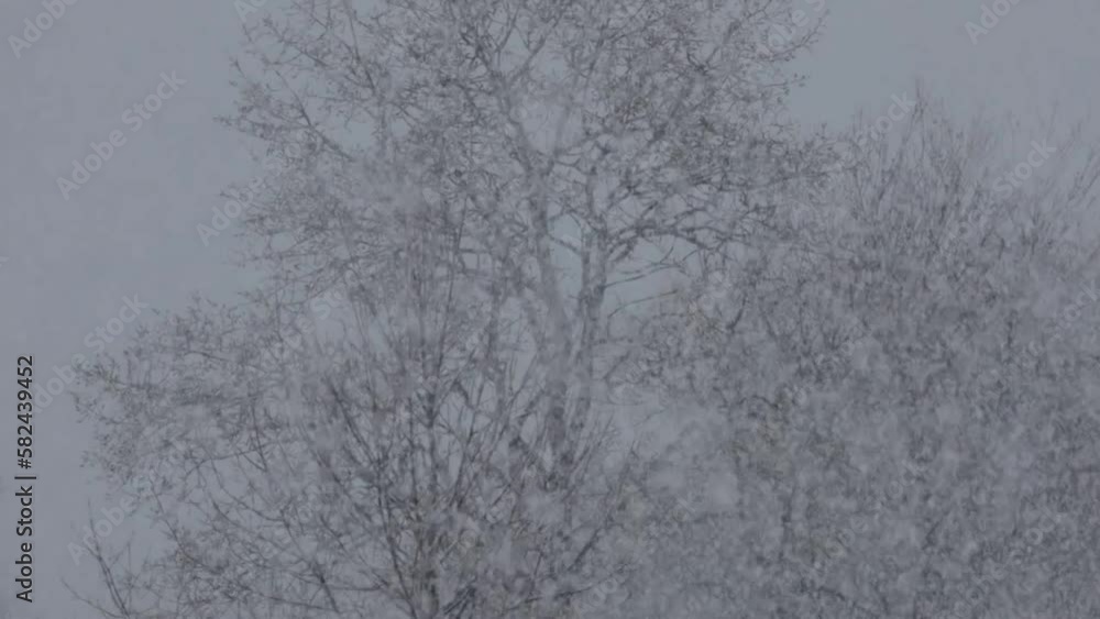 Heavy Snowing on Tree Branches in the Winter Time, New England, USA Heavy Snowing on Tree Branches in the Winter Time, New England, USA