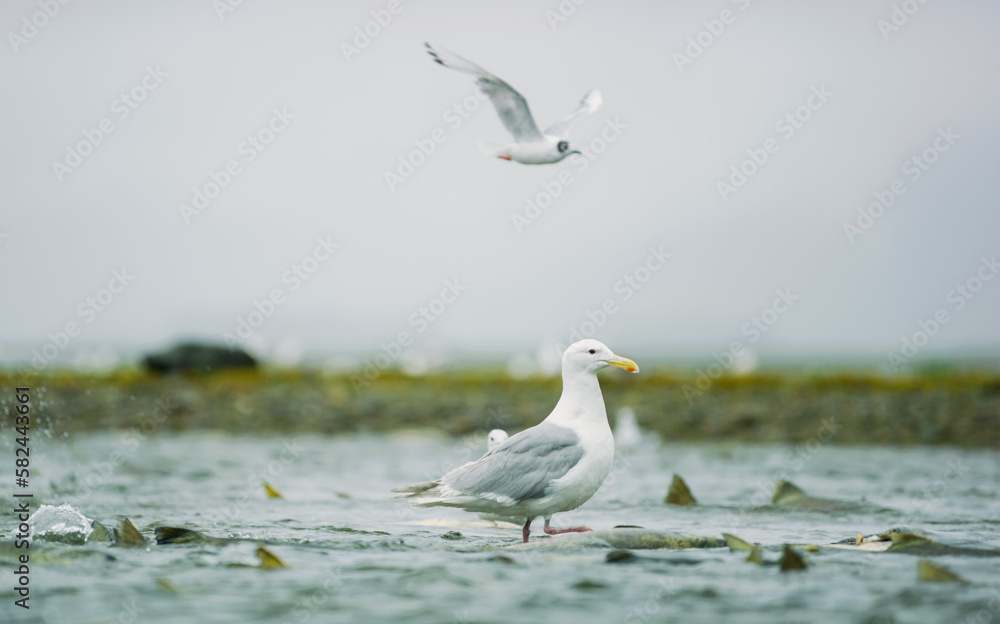 Seagulls shuttle back and forth in the river for food. There's salmon around. Animal food chain as salmon return to freshwater to spawn, Alaska, summer 2017. Seagulls shuttle back and forth in the river for food. There's salmon around. Animal food chain as salmon return to freshwater to spawn, Alaska, summer 2017.