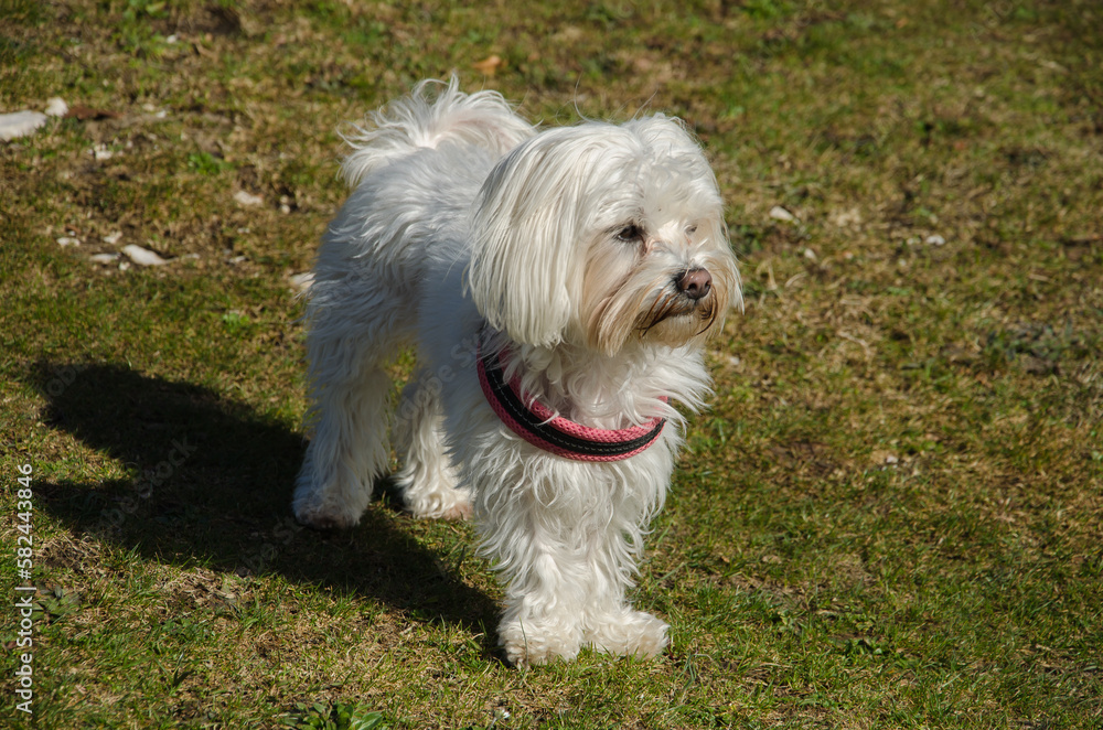 Portrait of Maltese dog sits on a meadow and looks at the camera on a picnic in a park with sunlight