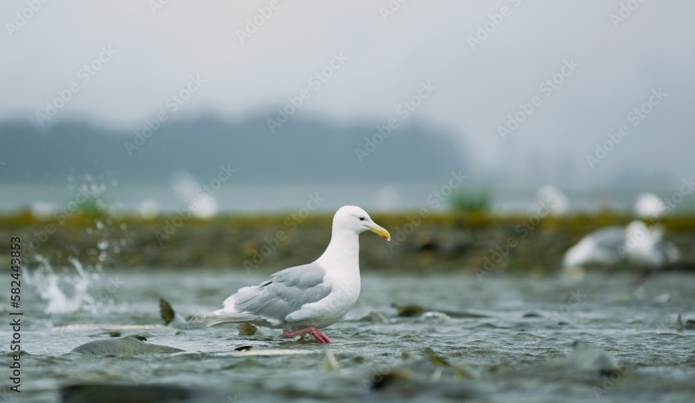 Seagulls shuttle back and forth in the river for food. There's salmon around. Animal food chain as salmon return to freshwater to spawn, Alaska, summer 2017. Seagulls shuttle back and forth in the river for food. There's salmon around. Animal food chain as salmon return to freshwater to spawn, Alaska, summer 2017.