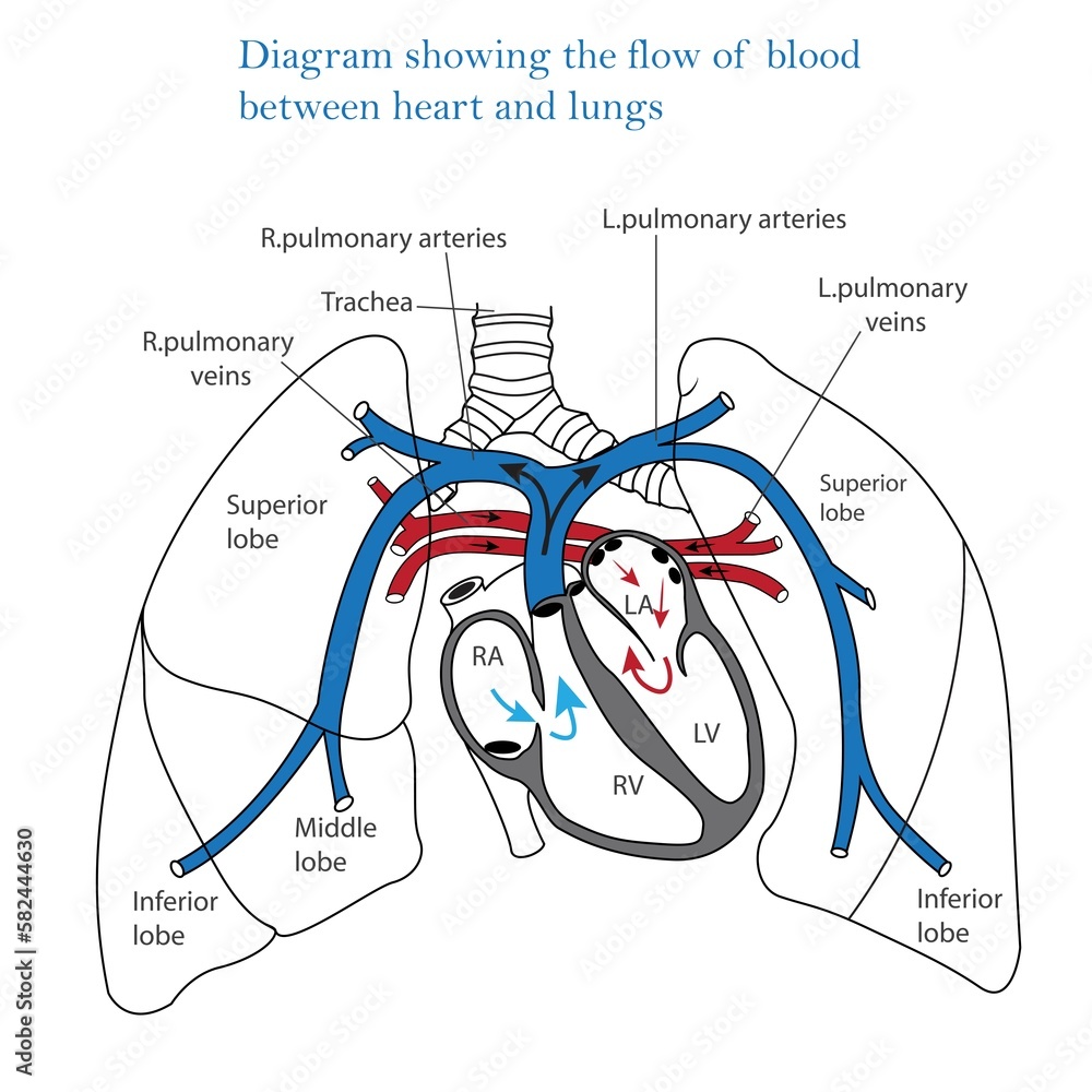 Diagram Showing Flow Of Blood Between Heart And Lungs Human Heart And Lungs Blood Circulation