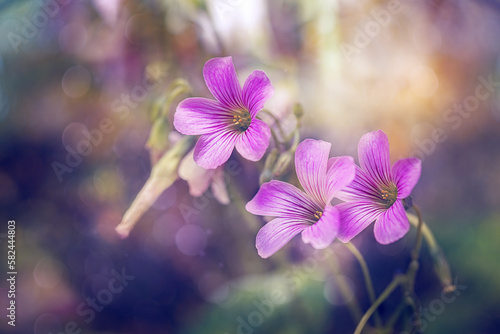 Óxalis acetosélla (wood sorrel) flowers blooming close up © Liudmila Dmitrieva