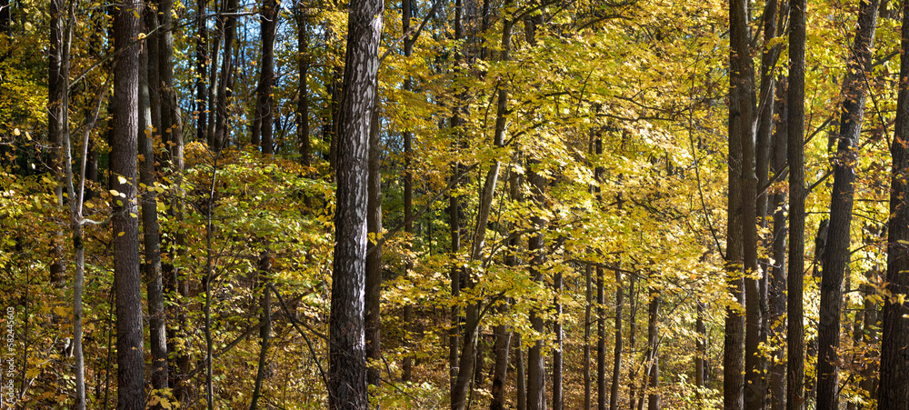 Maple and birch trees with yellow vivid leaves Maple and birch trees with yellow vivid leaves