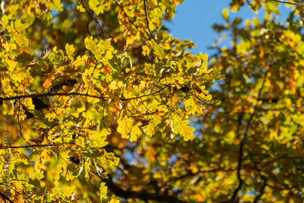Autumn golden oak tree branches on blue sky Autumn golden oak tree branches on blue sky