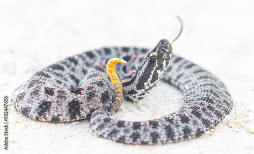 Dusky Pigmy Rattlesnake - Sisturus miliarius barbouri - side view of head with tongue out, showing yellow tail with rattle photo