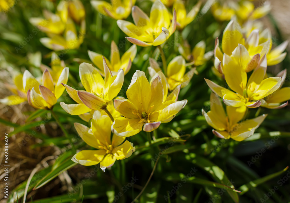 Tulips late ( lat. Tulipa tarda ) is a species of perennial , bulbous , herbaceous plants from the genus Tulip of the Liliaceae family Tulips late ( lat. Tulipa tarda ) is a species of perennial , bulbous , herbaceous plants from the genus Tulip of the Liliaceae family