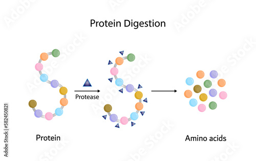 Protein Digestion. Proteases Enzymes (proteinases and peptidases) are digesting the protein into small peptide chains then into single amino acids, to be absorbed into the blood stream. Vector design