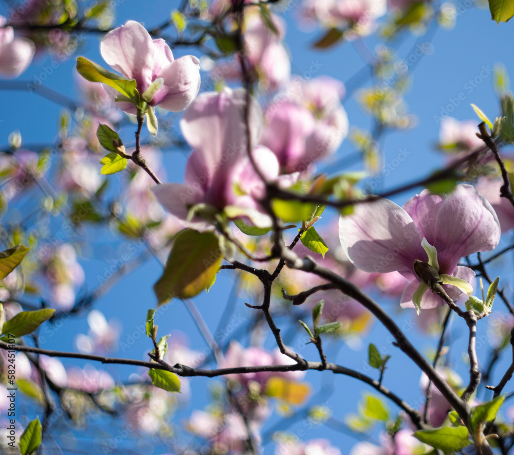 Obraz premium tree blossom