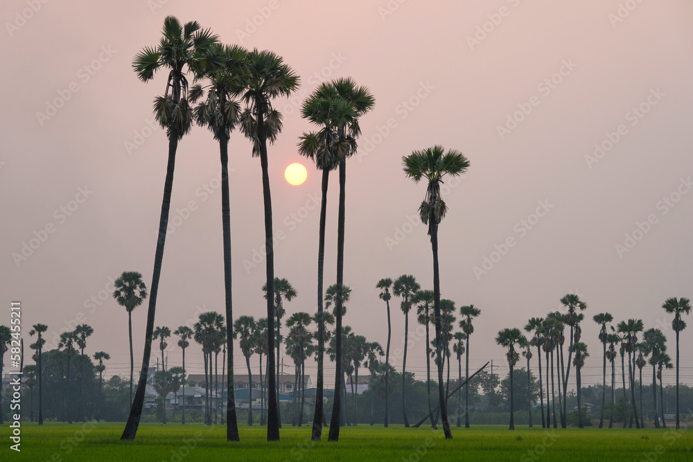 Picture of the view of many sugar palm trees in the middle of the green rice fields. at Sam Khok District Pathum Thani Province, Thailand, taken on March 9, 2023. Picture of the view of many sugar palm trees in the middle of the green rice fields. at Sam Khok District Pathum Thani Province, Thailand, taken on March 9, 2023.