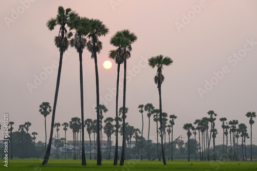 Picture of the view of many sugar palm trees in the middle of the green rice fields. at Sam Khok District Pathum Thani Province, Thailand, taken on March 9, 2023.