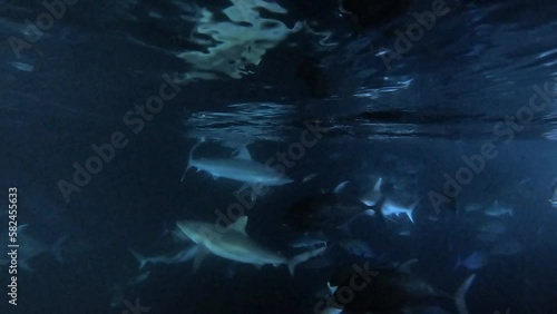 viele verschiedene Fische (Riesen-Stachelmakrele und Haie) werden Nachts mit Fischresten gefüttert	 photo