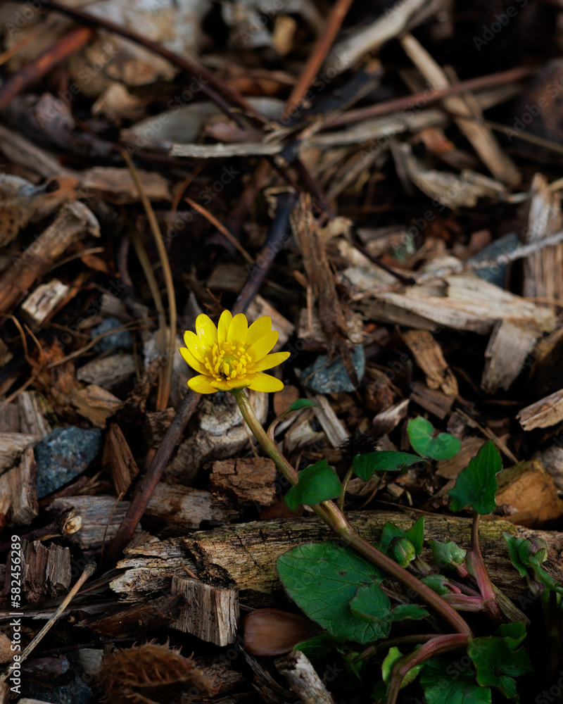 yellow autumn leaves on the ground, yellow flower on the wood