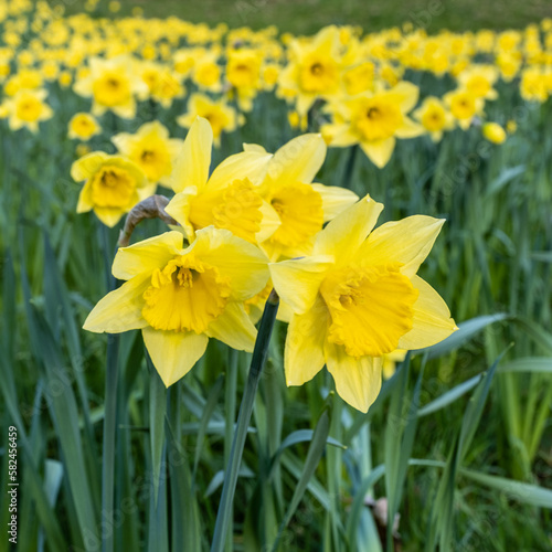 Fototapeta Naklejka Na Ścianę i Meble -  English Spring Daffodils On The Waddesdon Manor Estate In Buckinghamshire