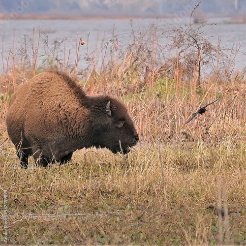 Wild Bison Roaming Grazing Paynes Prairie Preserve State Park Gainesville Micanopy FL photo